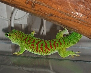 Phelsuma grandis high red